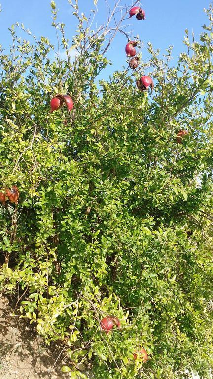Sole E Fiori Di Sicilia Apartment Валдериче Екстериор снимка