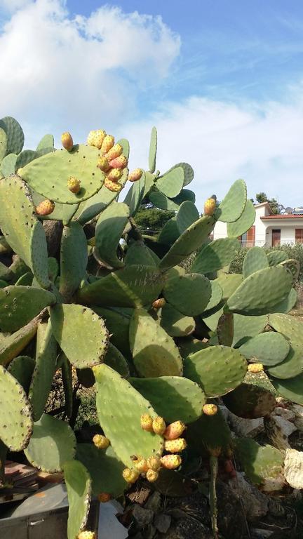 Sole E Fiori Di Sicilia Apartment Валдериче Екстериор снимка