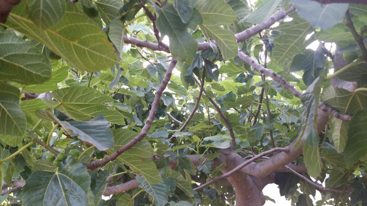 Sole E Fiori Di Sicilia Apartment Валдериче Екстериор снимка